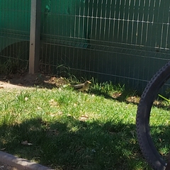 Turdus falcklandii magellanicus