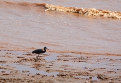Egretta garzetta dimorpha