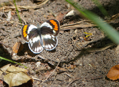 Round-winged Orange Tip