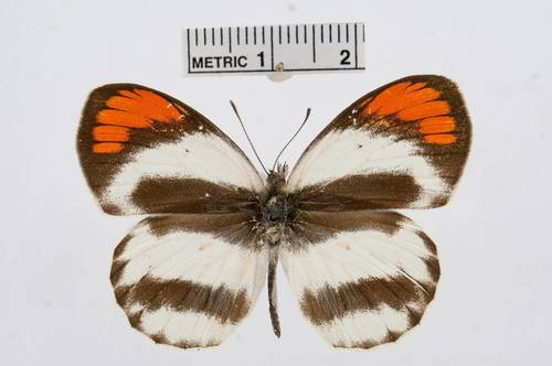 Round-winged Orange Tip