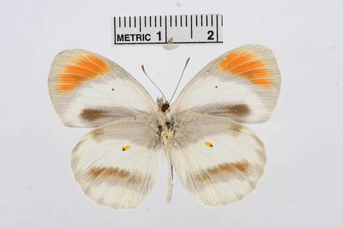 Round-winged Orange Tip