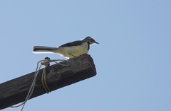 Motacilla flaviventris