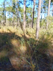 Aristida condensata