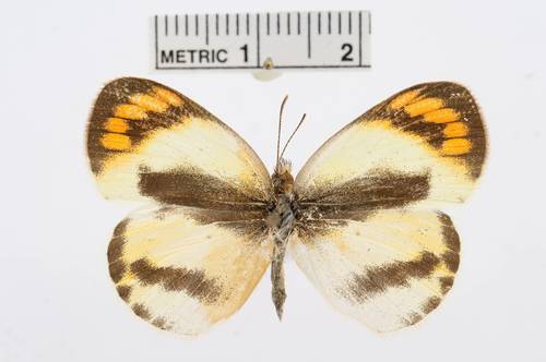 Round-winged Orange Tip