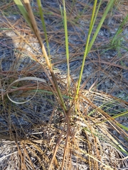 Aristida condensata