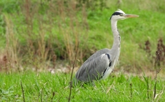 Ardea cinerea
