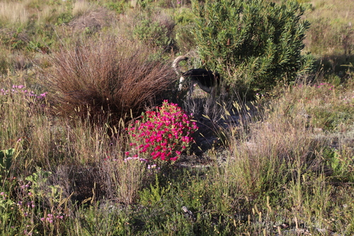 Image of Lampranthus stipulaceus by (c) Tony Rebelo, some rights reserved (CC BY-SA)