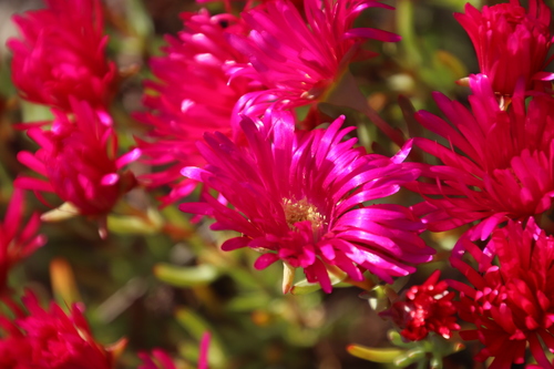 Image of Lampranthus stipulaceus by (c) Tony Rebelo, some rights reserved (CC BY-SA)
