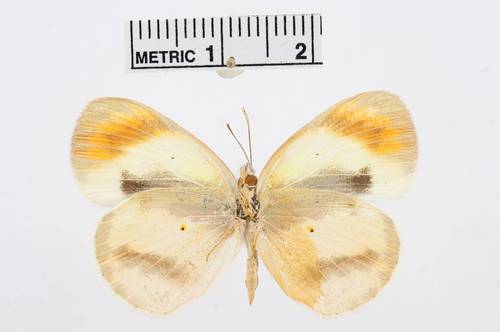 Round-winged Orange Tip