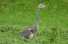 Ardea cinerea