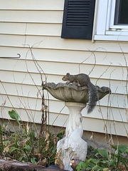 Sciurus carolinensis