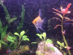 Pterophyllum scalare