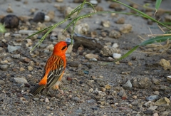 Foudia madagascariensis