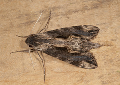 Erinnyis oenotrus