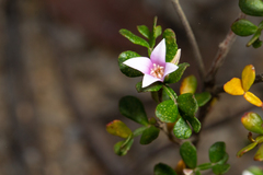 Boronia algida