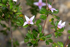 Boronia algida