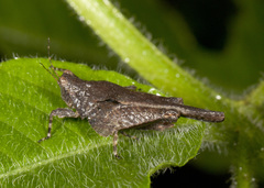 Eomorphopus