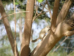 Heliosciurus gambianus
