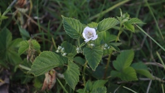 Rubus affinis