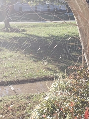 Gasteracantha cancriformis