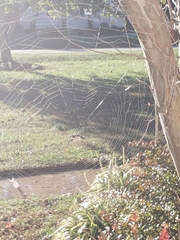 Gasteracantha cancriformis