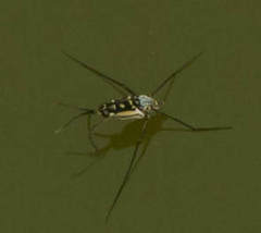 Trepobates subnitidus