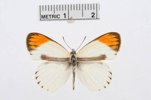 Desert Orange Tip