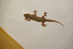 Hemidactylus platycephalus