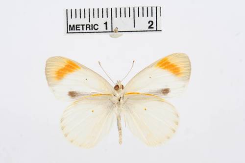 Desert Orange Tip