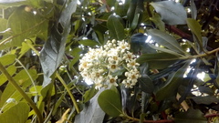 Escallonia paniculata