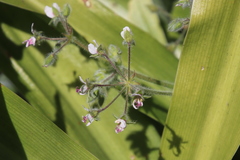 Pelargonium tomentosum