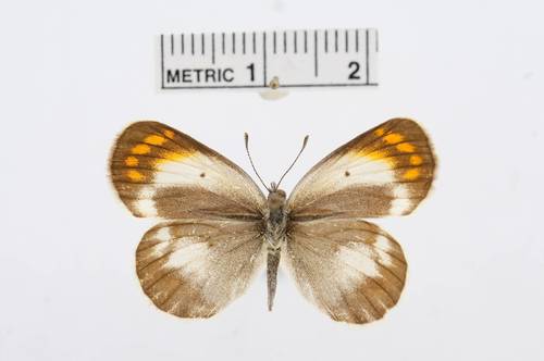 Desert Orange Tip