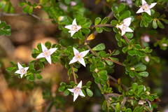 Boronia algida
