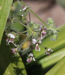 Pelargonium tomentosum
