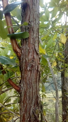 Escallonia paniculata