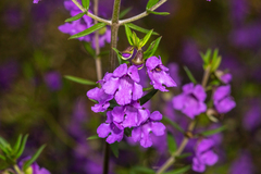 Prostanthera scutellarioides