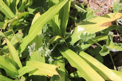 Pelargonium tomentosum