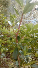 Escallonia paniculata