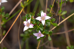 Boronia algida