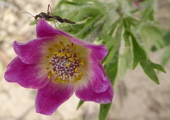 Anemone multifida multifida