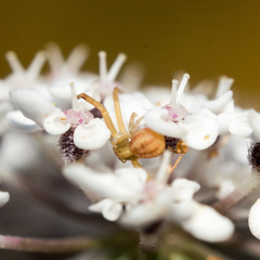 Runcinia grammica