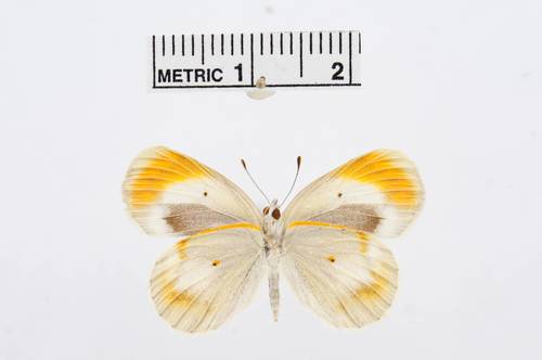Desert Orange Tip