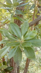 Escallonia paniculata