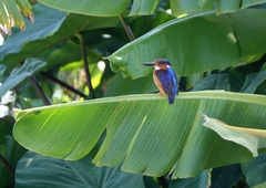 Corythornis vintsioides