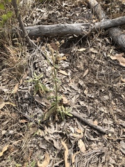 Pterocaulon sphacelatum