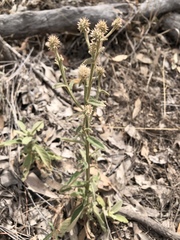 Pterocaulon sphacelatum