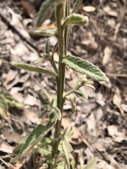 Pterocaulon sphacelatum