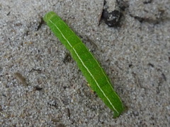 Panopoda