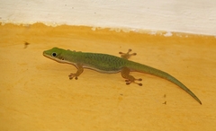 Phelsuma dubia