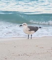 Leucophaeus atricilla